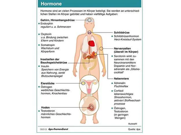 Schaubild zu hormonbildenden Organen und Funktionen der wichtigsten Hormone