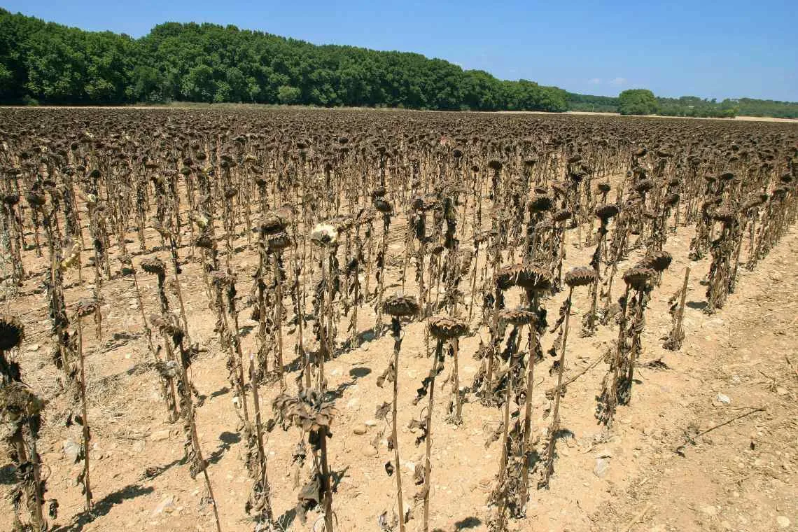 Vertrocknetes Sonnenblumenfeld mit abgeblühten Stängeln unter blauem Himmel.