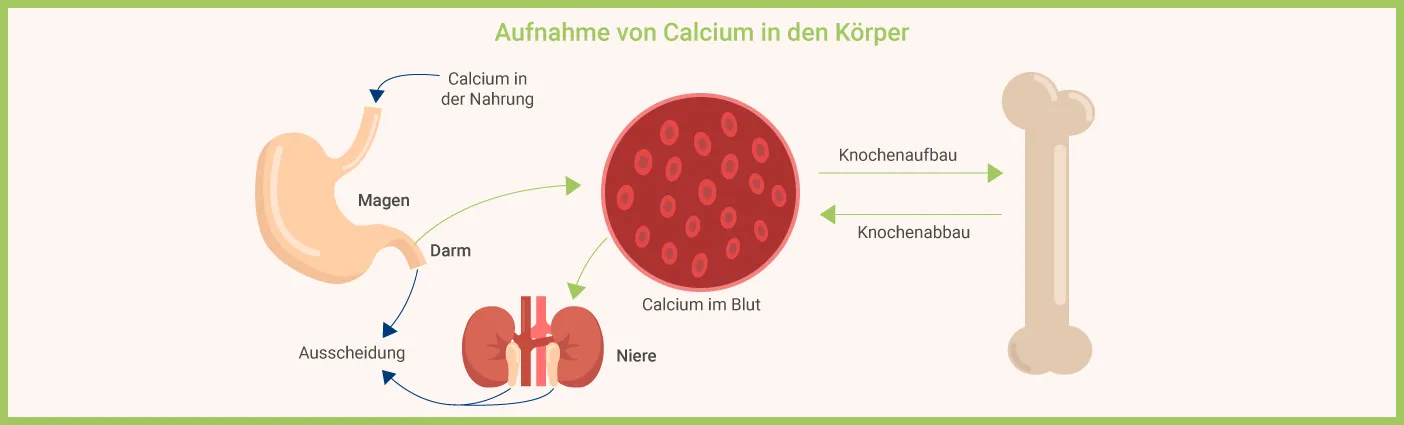 Grafik zur Aufnahme und Verarbeitung von Calcium über Magen, Darm, Blut, Niere und Knochen